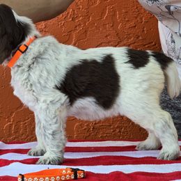 Leonberger and Spinone Italiano Puppies from Starfire Leonbergers and Spinone Italiano