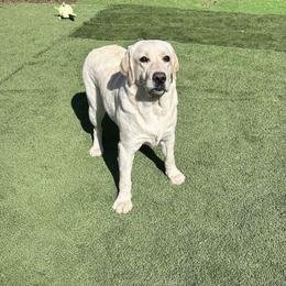 June - Labrador Retriever