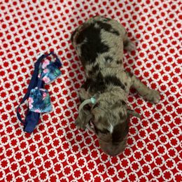 Eeyore - Merle male Goldendoodle puppy in Camden, North Carolina from Oopsie Doodles of NC