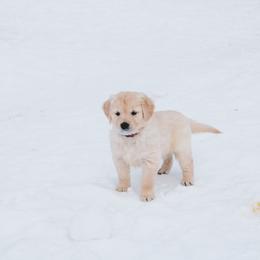 Peppermint - Light golden female Golden Retriever puppy in Mason, Michigan from Sweet Breeze Acres