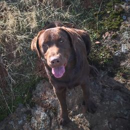 Remi - Labrador Retriever