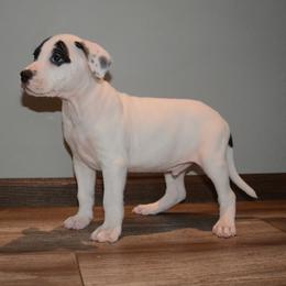 Eddie - male Alapaha Blue Blood Bulldog puppy in Walbridge, Ohio from United Alapaha Bulldogs
