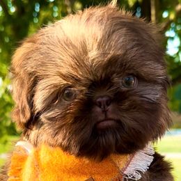 Root Beer - Liver male Shih Tzu puppy in Siloam Springs, Arkansas from Sweet and Sassy Shih Tzu