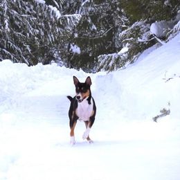 Rat Terriers from Sandpoint Deckers