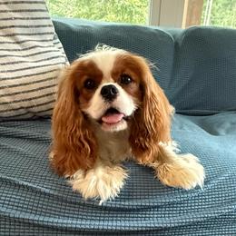 Huey - Cavalier King Charles Spaniel