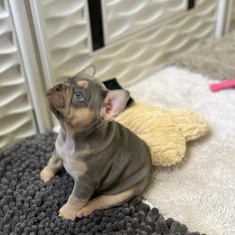 French Bulldog Puppies from Gichigami French Bulldogs
