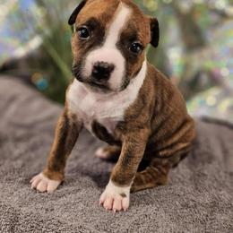 Girl 3 - Brown brindle female American Staffordshire Terrier puppy in Springfield, Illinois from Prairieland Kennels