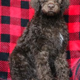 Ziti - Chocolate female Labradoodle puppy in Lanexa, Virginia from Lees Reach Farm