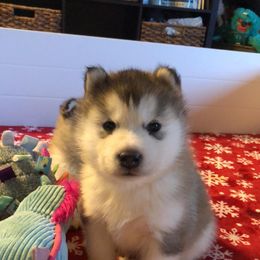 Alaskan Malamute Puppies from Sigma Alaskan Malamutes