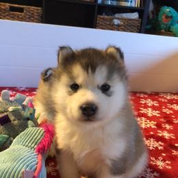 Alaskan Malamute Puppies from Sigma Alaskan Malamutes