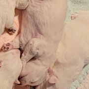 Girl 2 (Largest) - White female Japanese Spitz puppy in Littleton, Colorado from Japanese Spitz