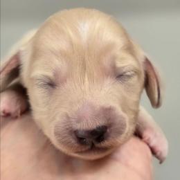 Ivy - Cream female Dachshund puppy in Nine Mile Falls, Washington from River Run Doxies
