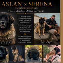 Leonberger puppies from Bigfoot Leonberger Ranch