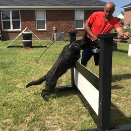 German Shepherd Puppies from Guamany K9 Vomhaus