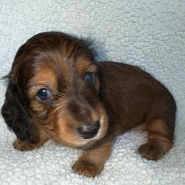Huckleberry Finn - Red male Dachshund puppy in Las Vegas, Nevada from Desert Dachshunds