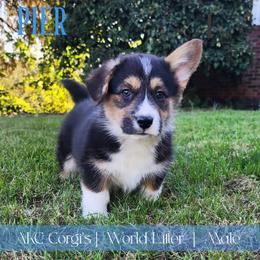 Pier - Black and tan male Pembroke Welsh Corgi puppy in Pine Village, Indiana from NL Horsemanship
