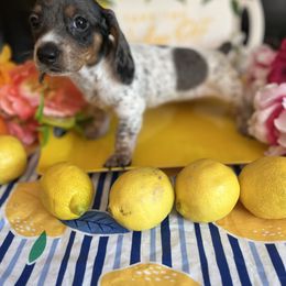 Girl 2 - Dachshund puppy in Missoula, Montana from Rocky Mountain Dachshunds