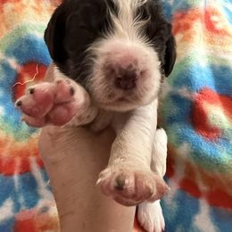 Orange collar liver and white ROAN - Liver and white male English Springer Spaniel puppy in Jamestown, Kentucky from Waterworks Springers