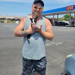 Boston Terrier Puppies from The Christian Bostons