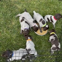 Pink - Brown and gray female Wirehaired Pointing Griffon puppy in Coeur D Alene, Idaho from Caitlin's Wirehaired Pointing Griffons
