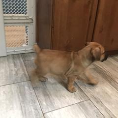 Boerboel Puppies from Divine Heir Boerboel