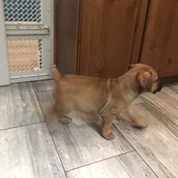 Boerboel Puppies from Divine Heir Boerboel