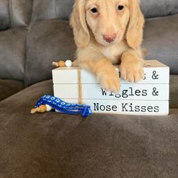 Male 1 - Cream male Dachshund puppy in Stuart, Iowa from Johnson Family Paws