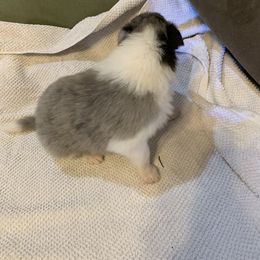Collie Puppies from ColliesOklahoma