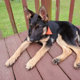 German Shepherd All Grown Up from Hundes Des Waldes Working dogs