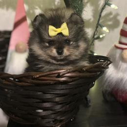 Evita - Wolf sable female Pomeranian puppy in Eastover, North Carolina from Tea-Cake Pomeranians of The Carolinas