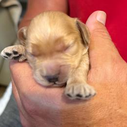 Fay boy 3 - Golden male Cockapoo puppy in Haines City, Florida from Camic Cockapoos