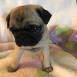 Pug Puppies from House of Briggs Pugs