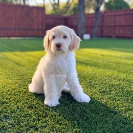Leo - Cream male Goldendoodle puppy in Dallas County, Texas from Dream A Little Doodle