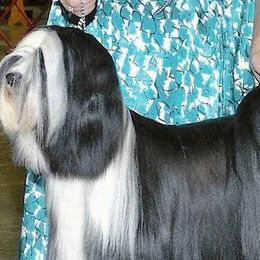 Tibetan Terriers from Dzine Tibetan Terriers