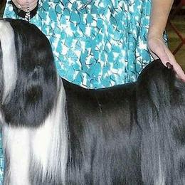 Tibetan Terriers from Dzine Tibetan Terriers