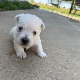 Wesley - White male West Highland White Terrier puppy in Bowling Green, Kentucky from Tiffany's Papillons