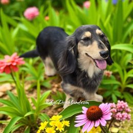 Saylor - Dachshund