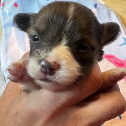 Pixie - Blue female Pembroke Welsh Corgi puppy in Nortonville, Kansas from Low Riders Corgis & Mini Aussies