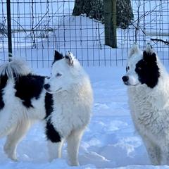 Yakutian Laikas from Caldersong Kennels