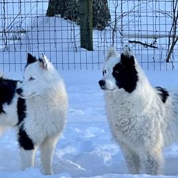 Yakutian Laikas from Caldersong Kennels