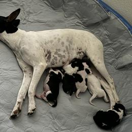 Rat Terrier Puppies from Kelly’s Ratters