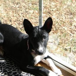 Basenji and Rhodesian Ridgeback Puppies from Lia Faille Basenji & Rhodesian Ridgebacks