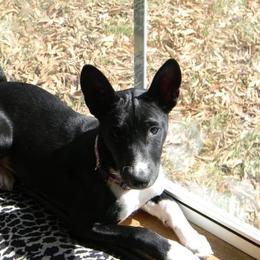 Basenji and Rhodesian Ridgeback Puppies from Lia Faille Basenji & Rhodesian Ridgebacks