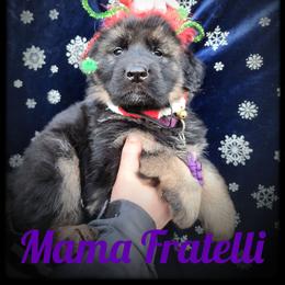 Mama Fratelli - Black and tan female German Shepherd puppy in Fort Jennings, Ohio from Von Holtzapple German shepherds