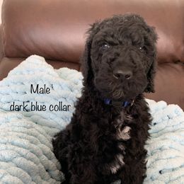 Male, Dark Blue - Poodle puppy in Bowling Green, Kentucky from Wilkins Standard Poodles