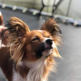Cami - Papillon