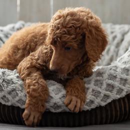 Bernedoodle, Cavapoo, and Poodle Puppies from Positively Doodles