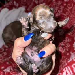 Dachshund Puppies from Autumns Dachshunds