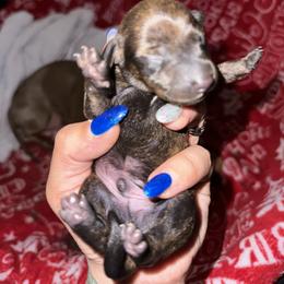 Dachshund Puppies from Autumns Dachshunds