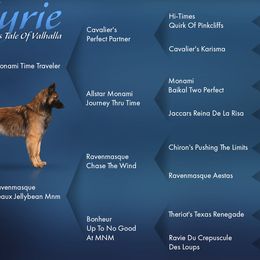 Belgian Tervuren from Litter for Beowulf Belgians